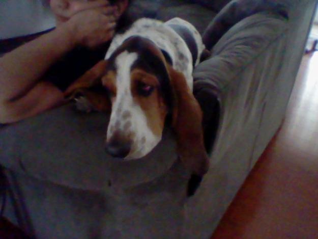 Missing Male Basset Hound Los Lunas